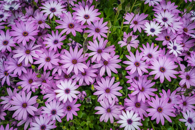 loja-coroa-de-flores-