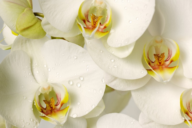 orquideas-loja-de-coroa-de-flores